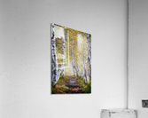 Jesup Path Acrylic Print