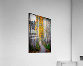 Jesup Path II Acrylic Print