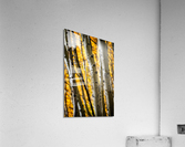Aspenglow II Acrylic Print