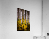 Aspenglow Acrylic Print