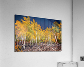 Blue & Gold Acrylic Print