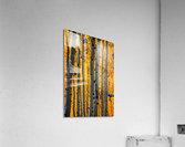 Aspenglow IV Acrylic Print