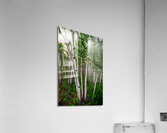 Aspens Acrylic Print