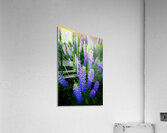 Lupines Acrylic Print