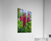 Gallery Red Lupines Acrylic Print
