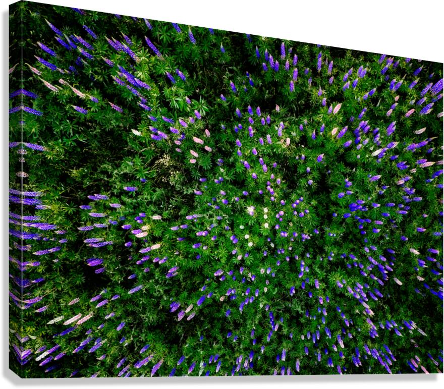 Lupine Kaleidoscope Canvas Print