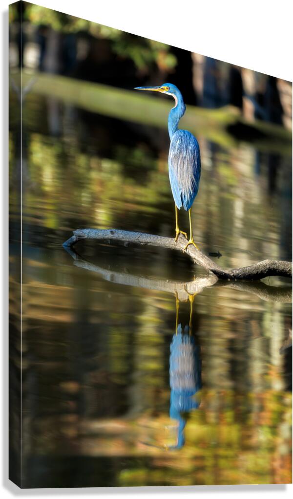 Am I Blue Canvas Print