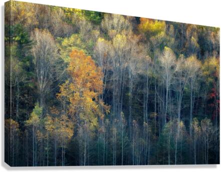 Stay Gold Canvas Print