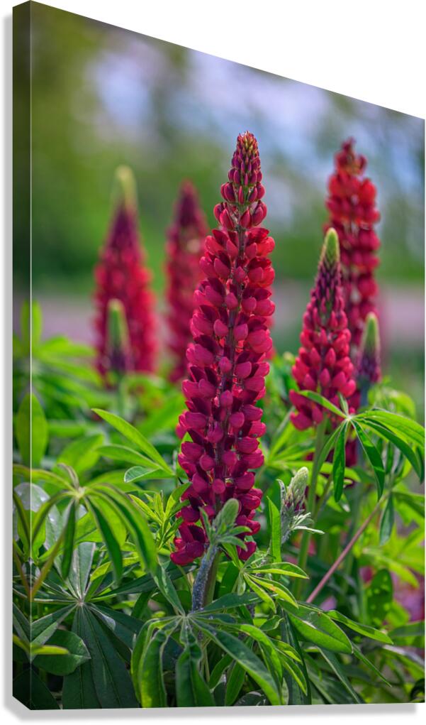 Gallery Red Lupines Canvas Print