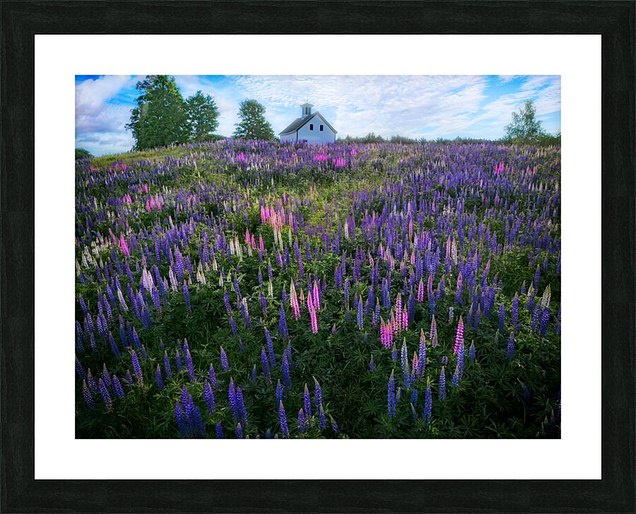 Springtime Symphony Picture Frame print