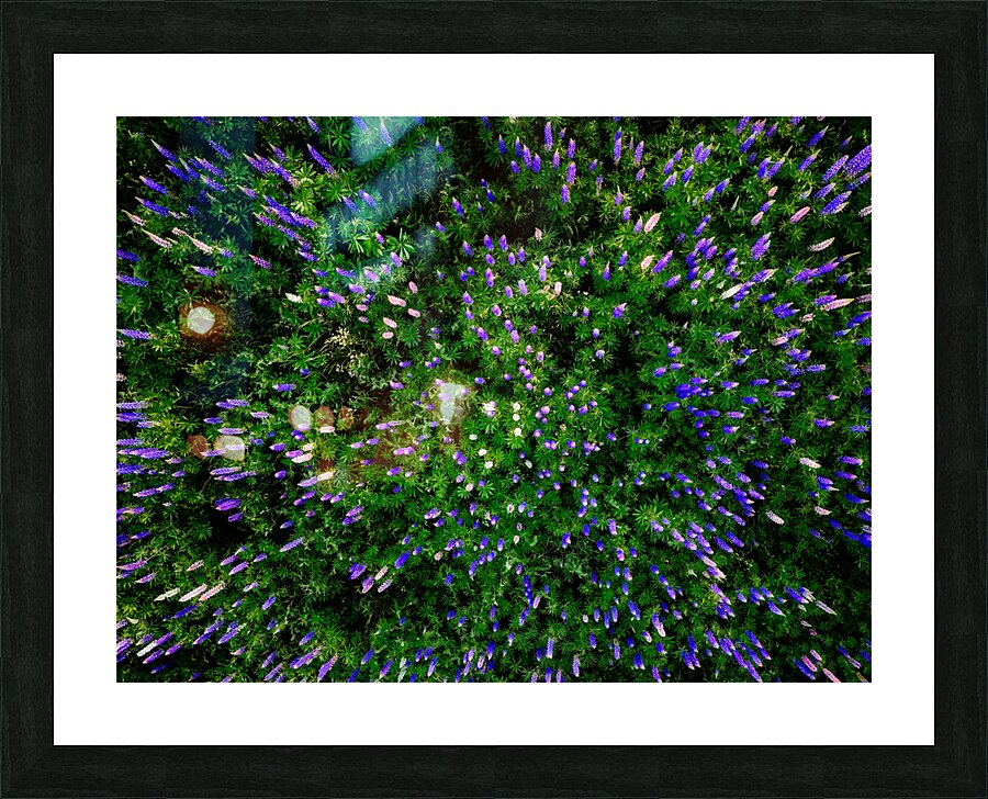 Lupine Kaleidoscope Picture Frame print