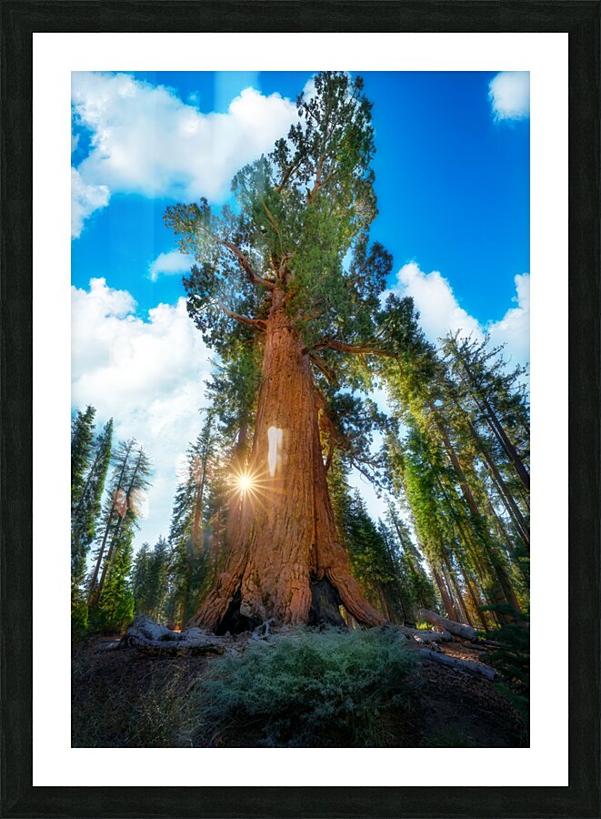Grizzly Giant Picture Frame print