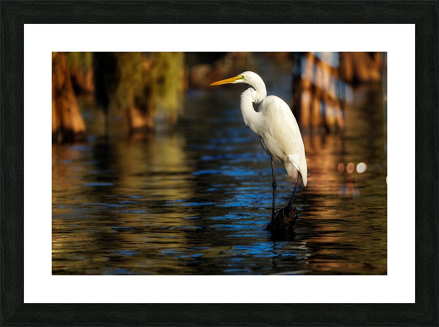 Evening Perch Picture Frame print