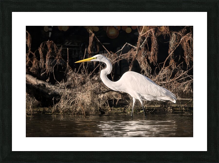 Snowy Egret Picture Frame print