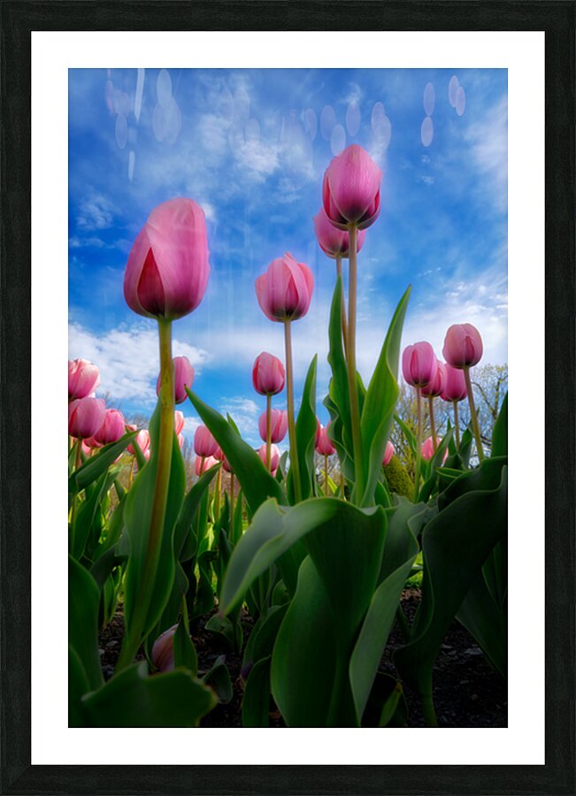 Tulip Dreams Picture Frame print
