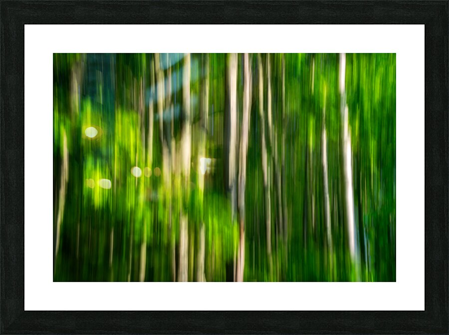 Spring Birches Abstract Picture Frame print