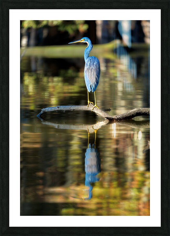 Am I Blue Picture Frame print