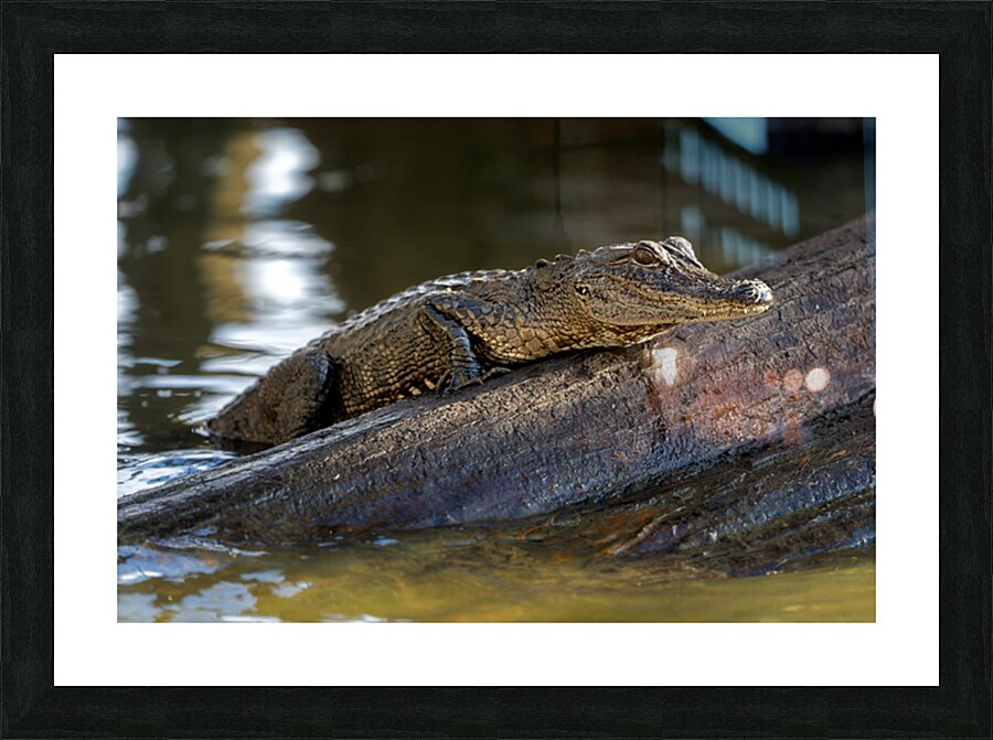 American Alligator Picture Frame print