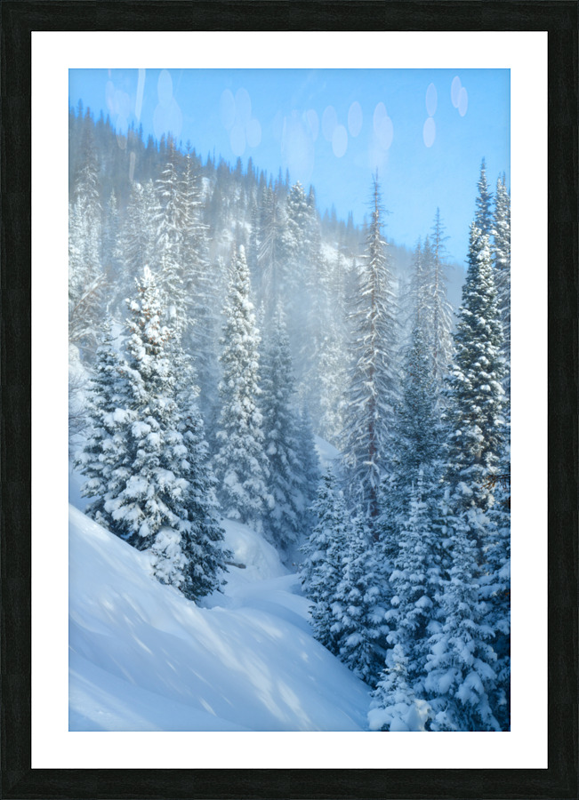 Snowy Spruces Picture Frame print