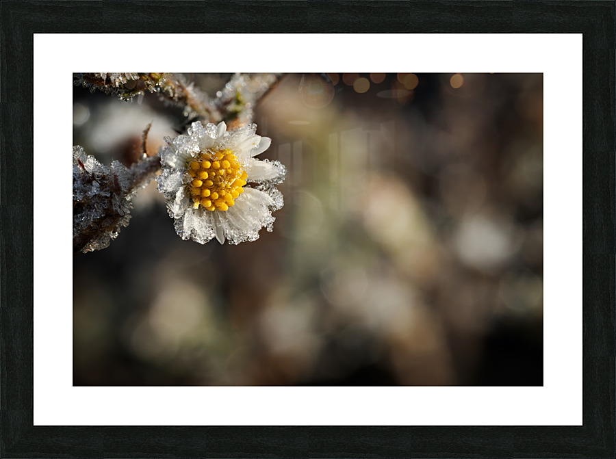 Frosty Wild Aster Picture Frame print