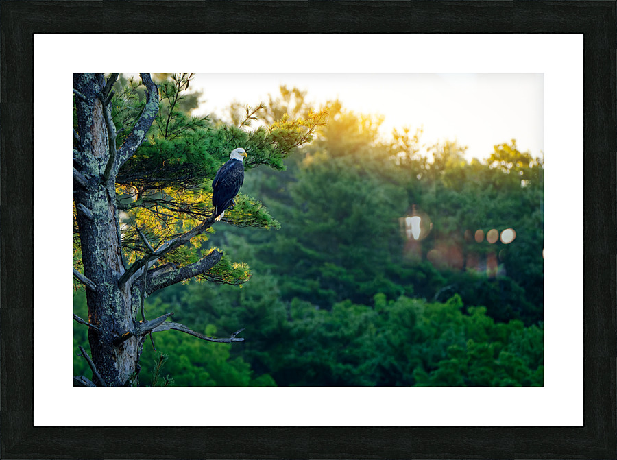 The Sentinel Picture Frame print