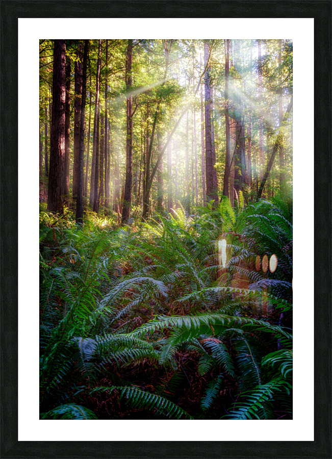 Oregon Redwoods Picture Frame print