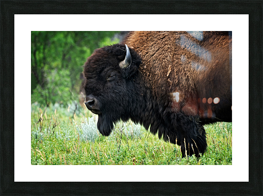 American Bison Picture Frame print