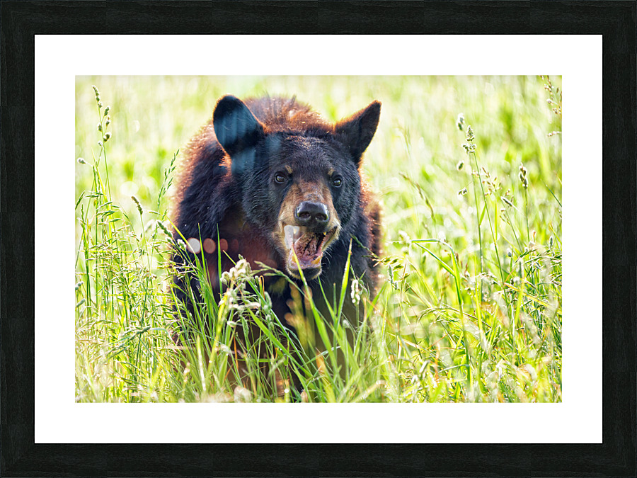 Im Hangry! Picture Frame print