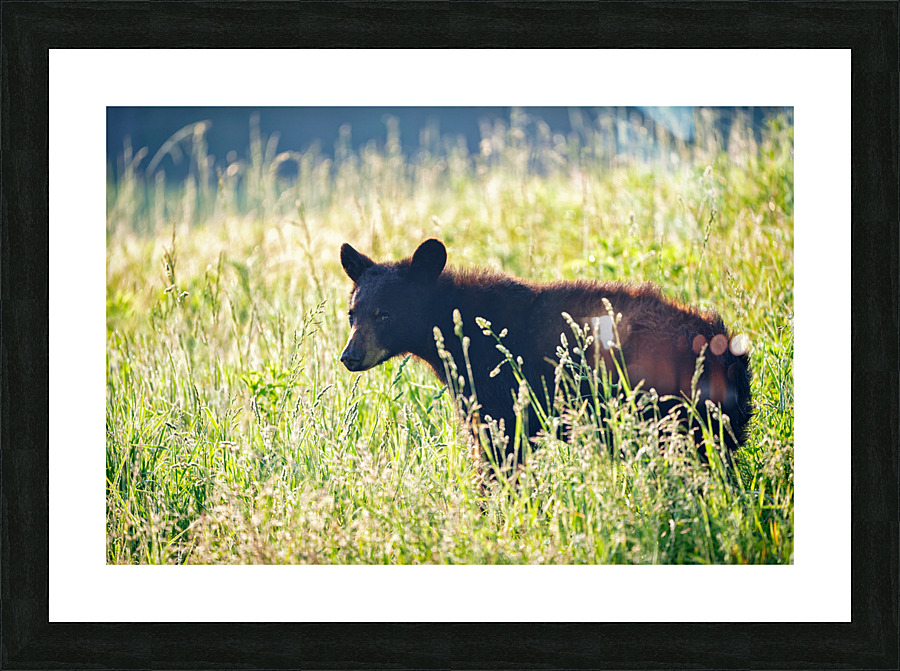 Black Bear Cub Picture Frame print