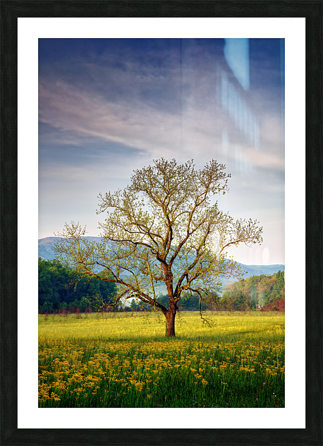 Spring Glow in Cades Cove Picture Frame print