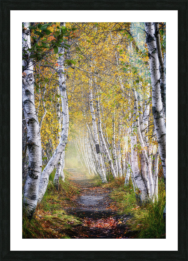 Jesup Path Picture Frame print
