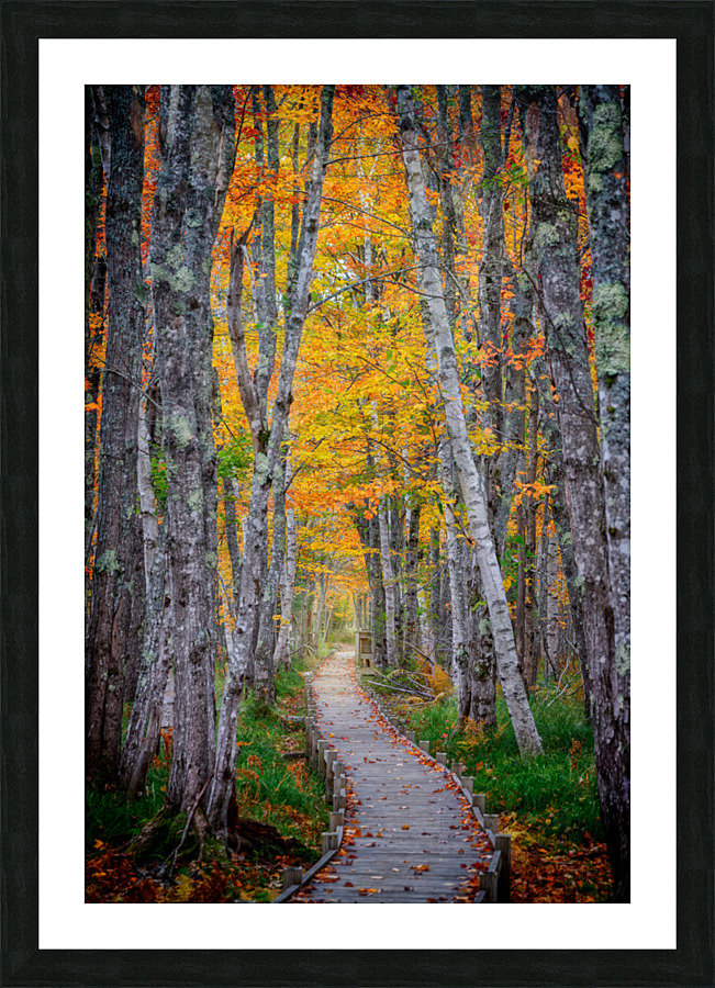 Jesup Path II Picture Frame print