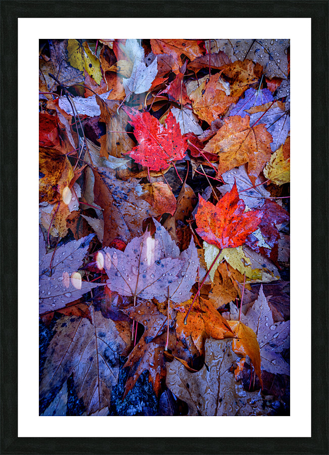 Wet Leaves Picture Frame print