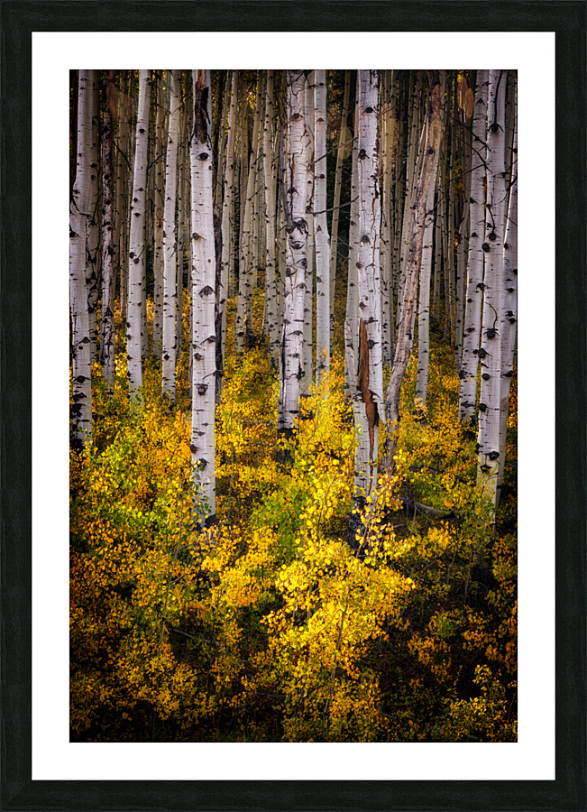 Aspenglow Picture Frame print