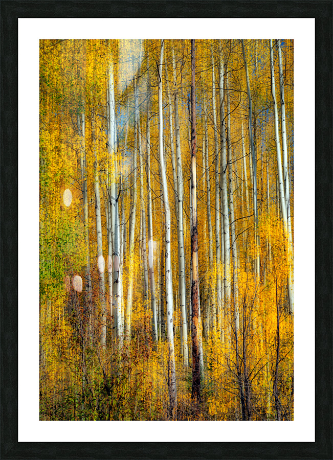 Aspenglow VI Picture Frame print
