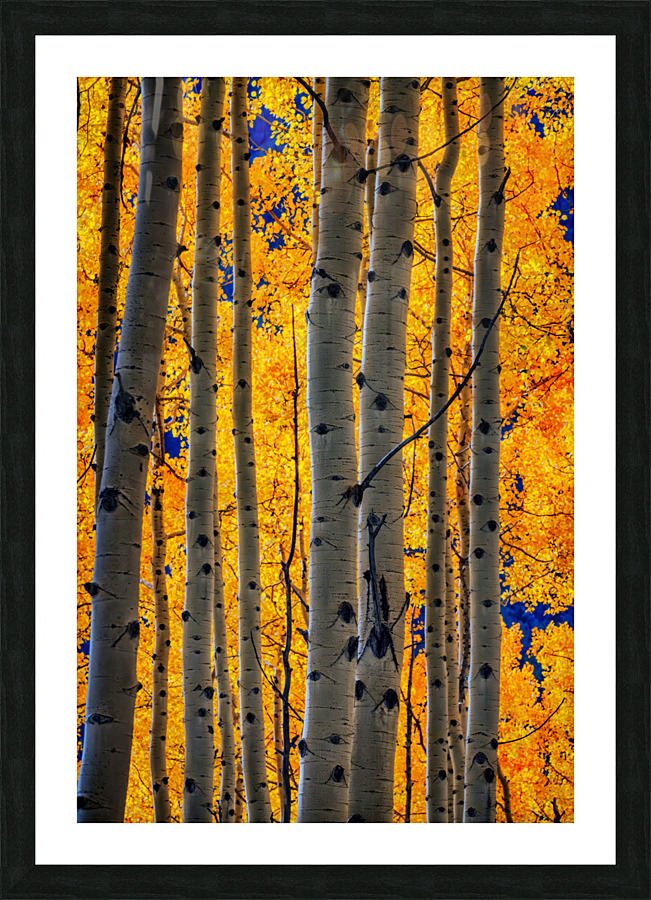 Aspenglow IV Picture Frame print
