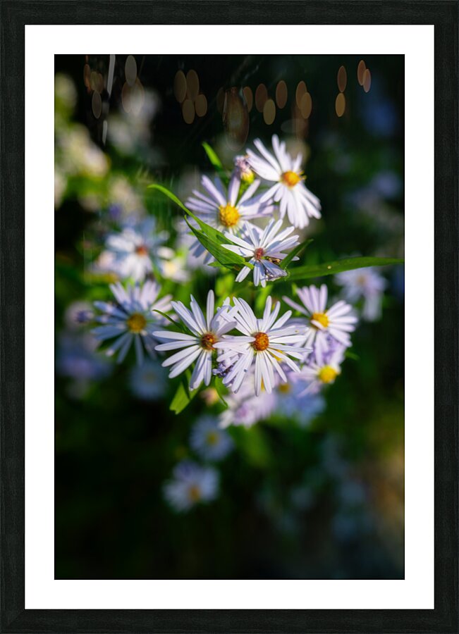 Smooth Aster Picture Frame print