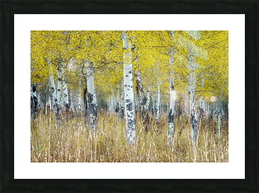 Aspens Picture Frame print