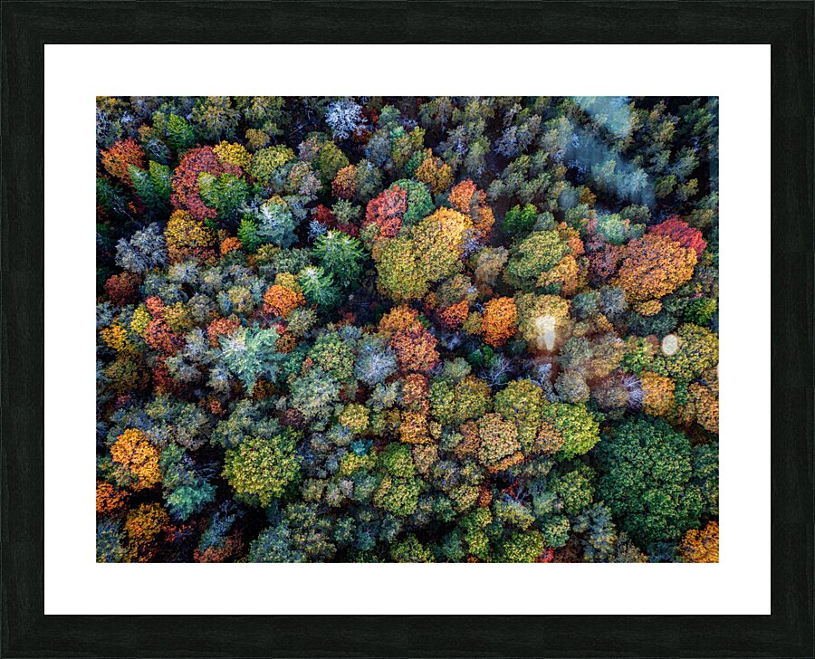 Autumn Canopy Picture Frame print