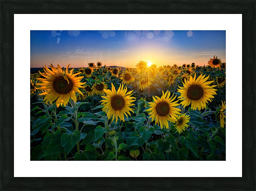 Aroostook Sunset Picture Frame print