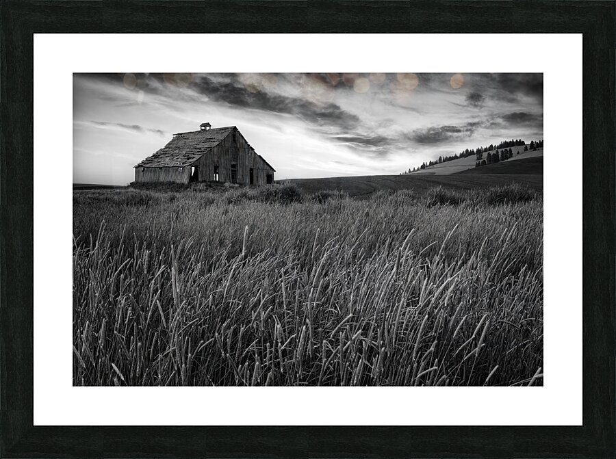 Forgotten in the Fields Picture Frame print