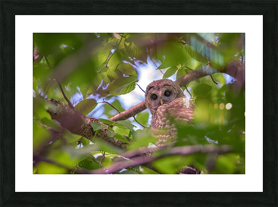 The Watcher Picture Frame print
