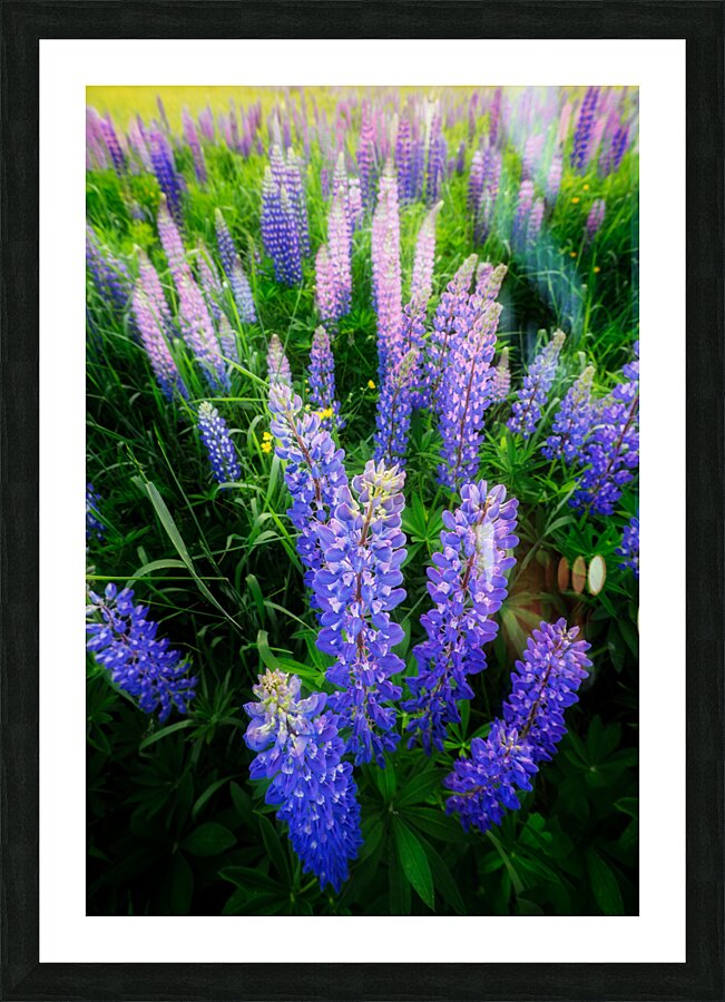 Lupines Picture Frame print
