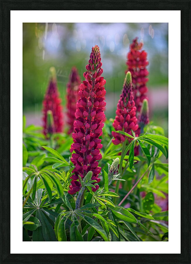 Gallery Red Lupines Picture Frame print