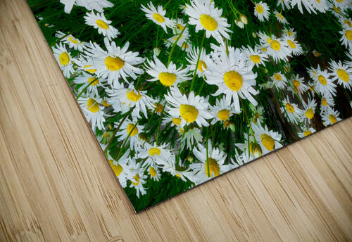 Blossoming Beauty Rick Berk puzzle
