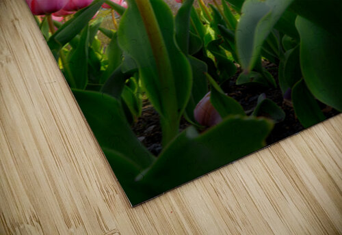 Tulip Dreams Rick Berk puzzle