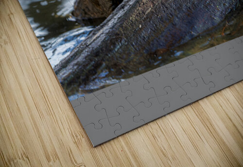 American Alligator Rick Berk puzzle