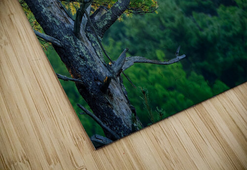 The Sentinel Rick Berk puzzle