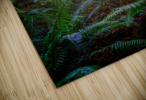 Oregon Redwoods Rick Berk puzzle