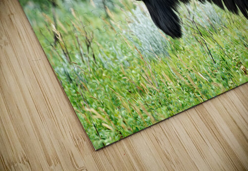 American Bison Rick Berk puzzle